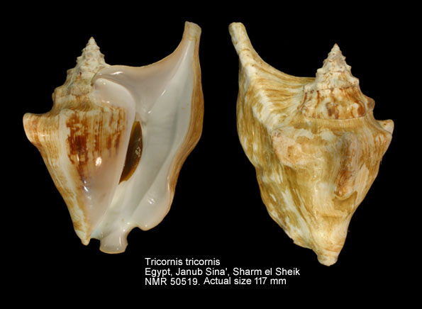Tricornis tricornis (3).jpg - Tricornis tricornis (Lightfoot,1786)